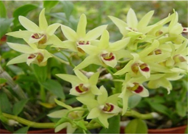 c鿴Ԕ(x)Ϣ(bio)}Herba Dendrodii Flower xΔ(sh)2766