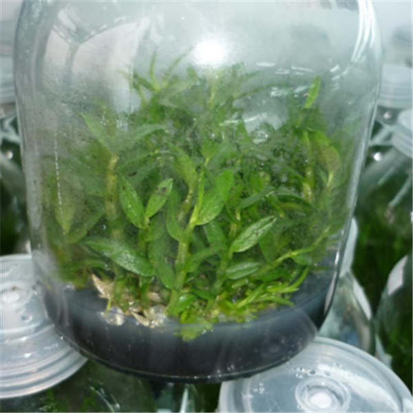 c(din)鿴Ԕ(x)Ϣ(bio)}Herba Dendrodii Pot Seedlings xΔ(sh)2123