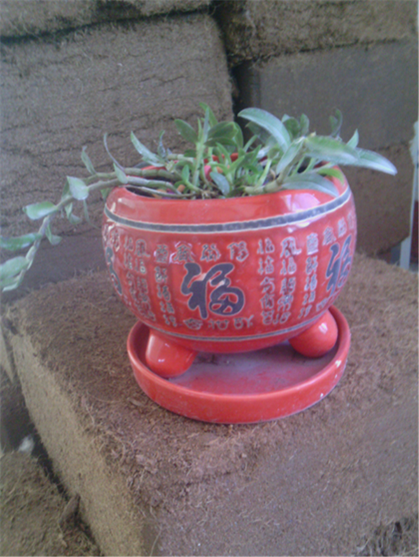 c鿴Ԕ(x)Ϣ(bio)}Herba Dendrodii Pot Seedlings xΔ(sh)2474