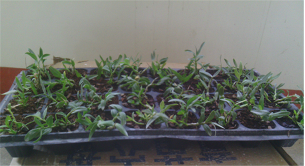 c鿴Ԕ(x)Ϣ(bio)}Herba Dendrodii Plug Seedlings xΔ(sh)2622